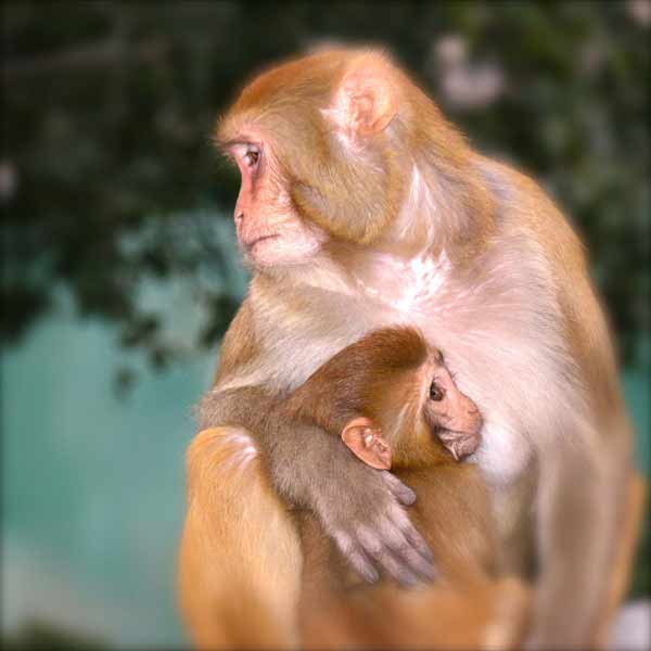 Małpy Rishikesh